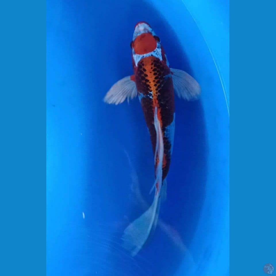 MARUTEN KUJAKU KUMPAY F 30CM