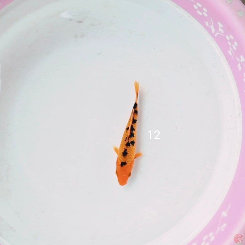 akabeko 12cm