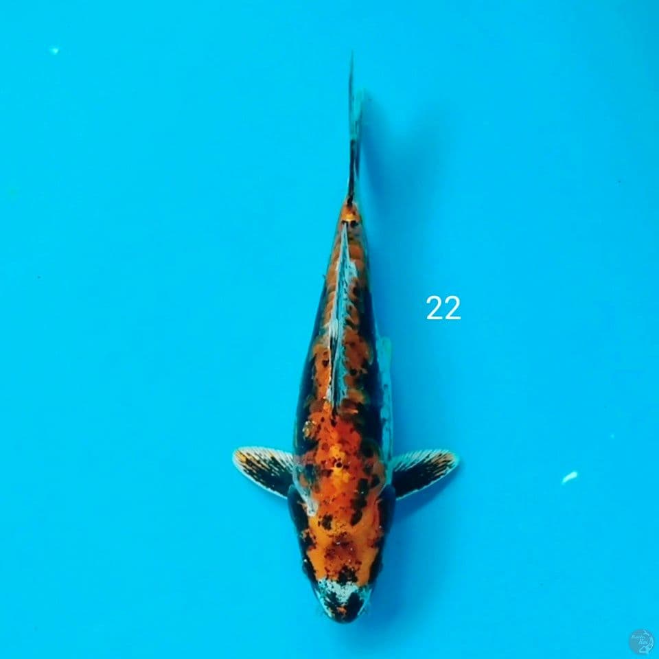 antikan short bodi 22cm