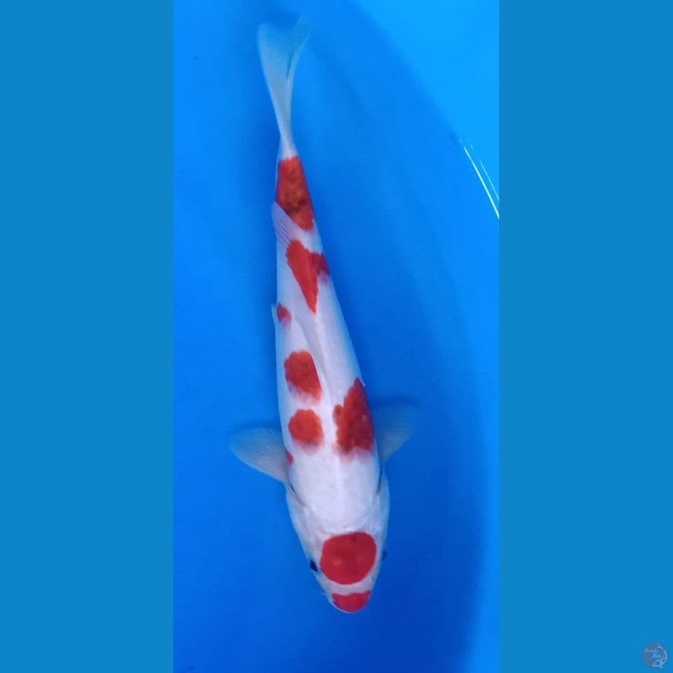 AI GOROMO M 28CM