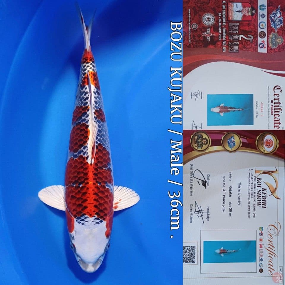 SQ KUJAKU 36cm/Male Prestasi2× 