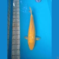 karasi doit 46cm f