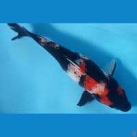 sowa fm 35cm 