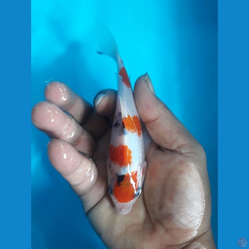 HQ 15cm sanke