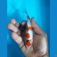 HQ 15cm sanke