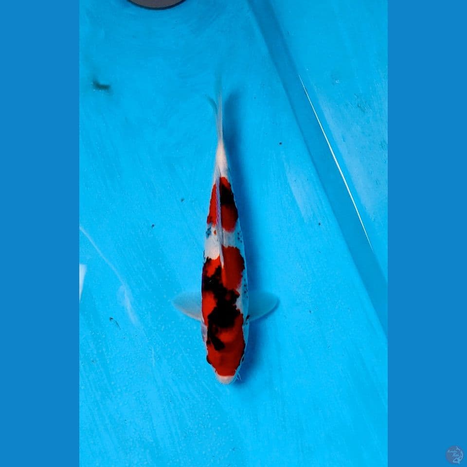 showa 35cm male .