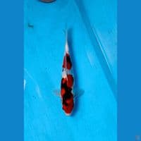 showa 35cm male .