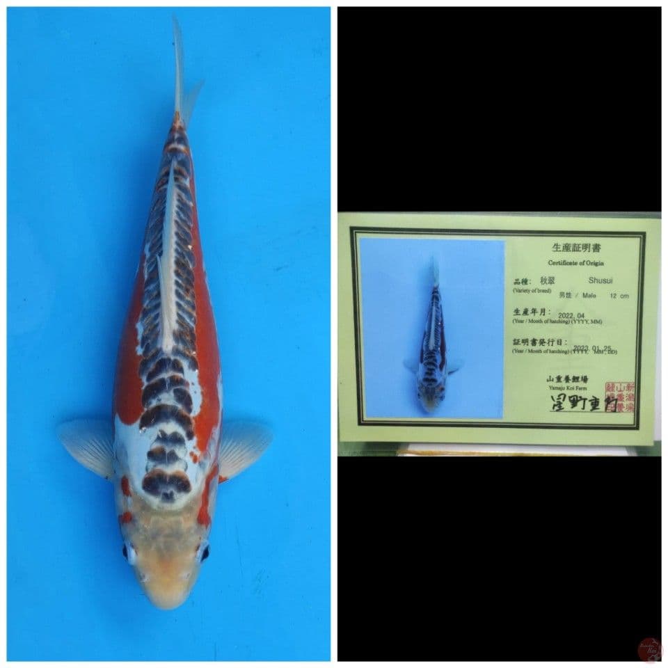 Yamaju Shusui