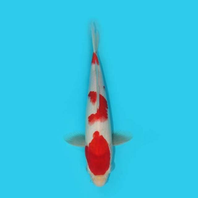 KOHAKU 27 CM