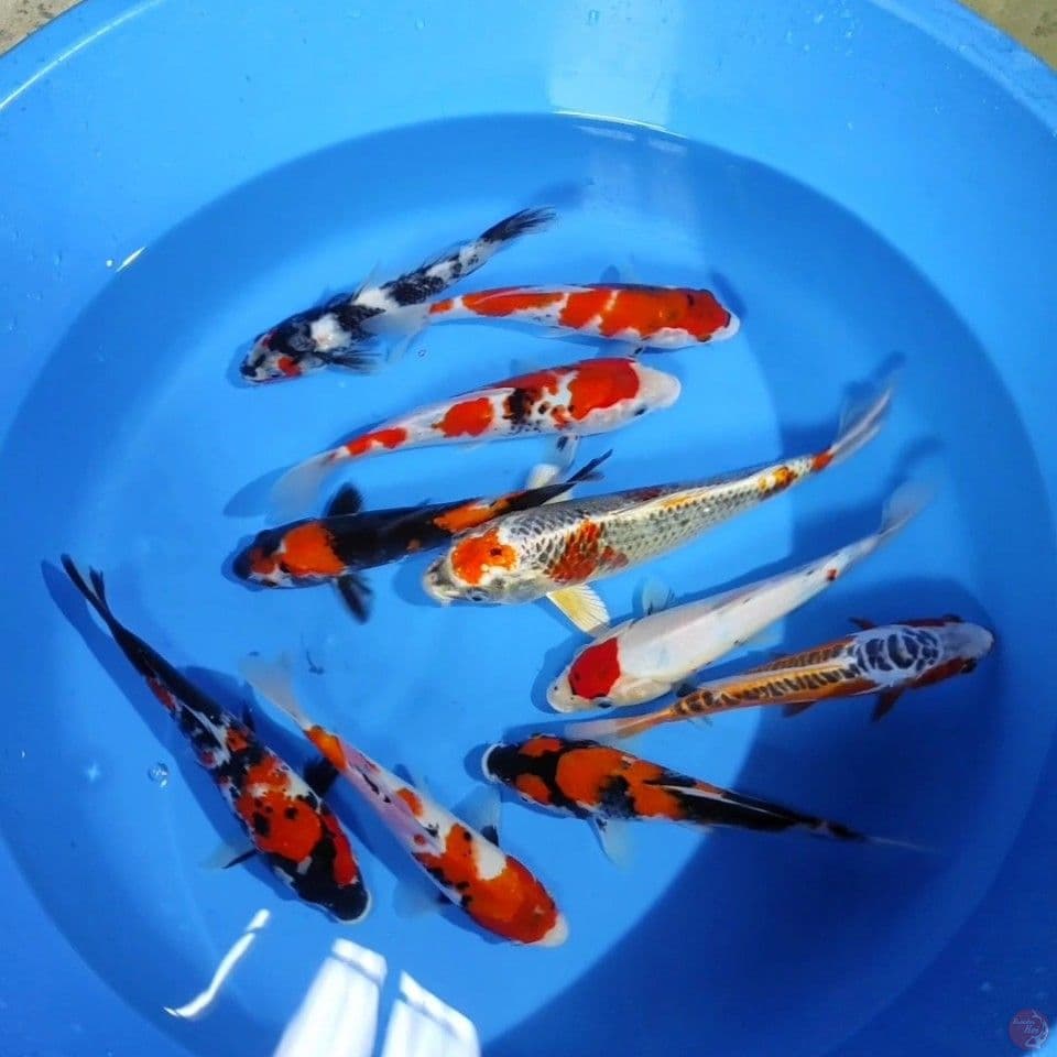 PAKET MIX 22-29CM, 10EKOR