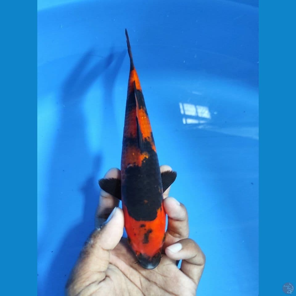 HI UTSURI 22CM