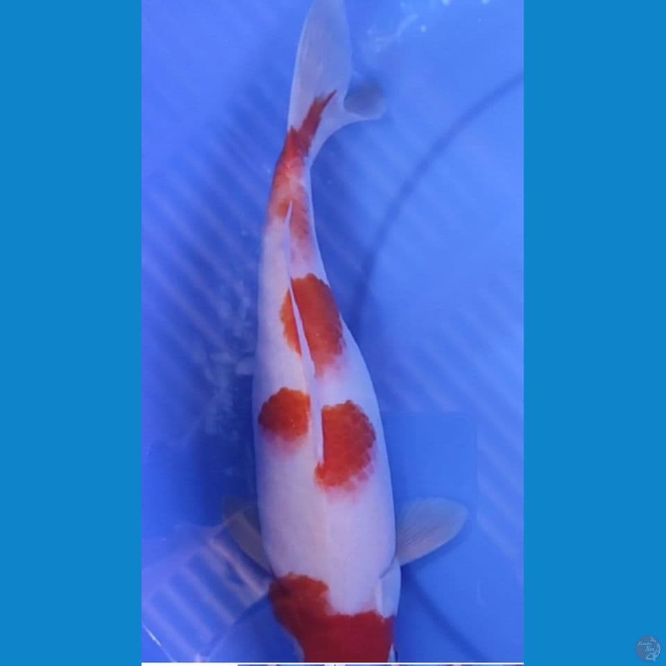 KOHAKU Berpunuk Body Badak 33 cm Female