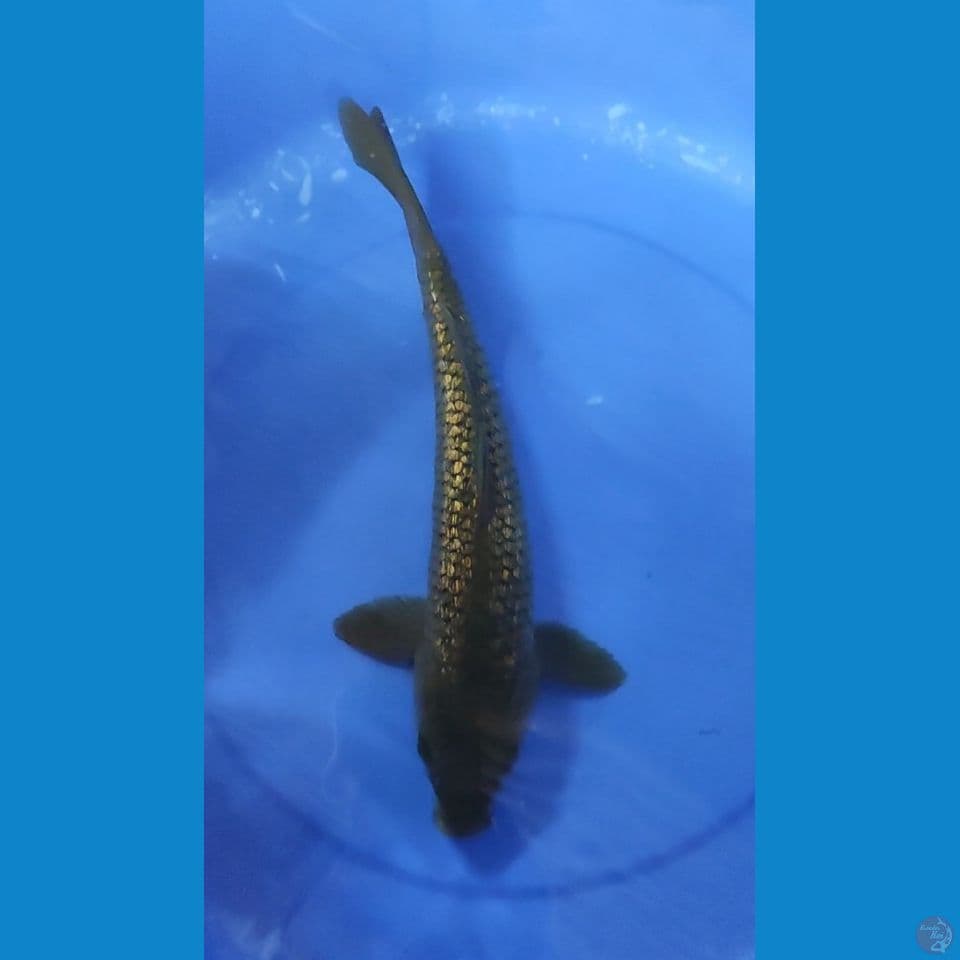 Jumbo Chagoi Midori Full Gindrin 36 cm JANTAN