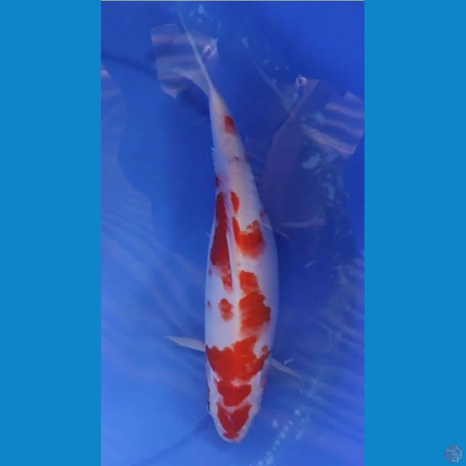 Original Kohaku Sangar 33 xm Female