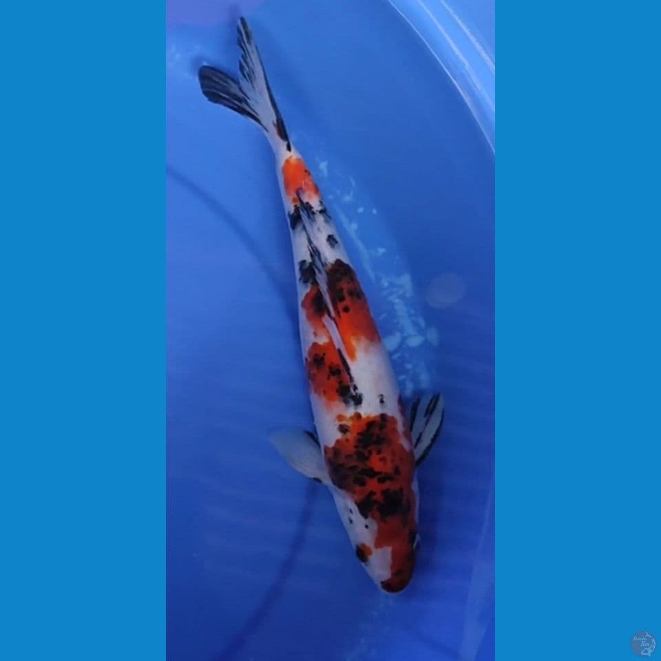 Tiger Sanke Beepunuk 30.5 cm Jantan