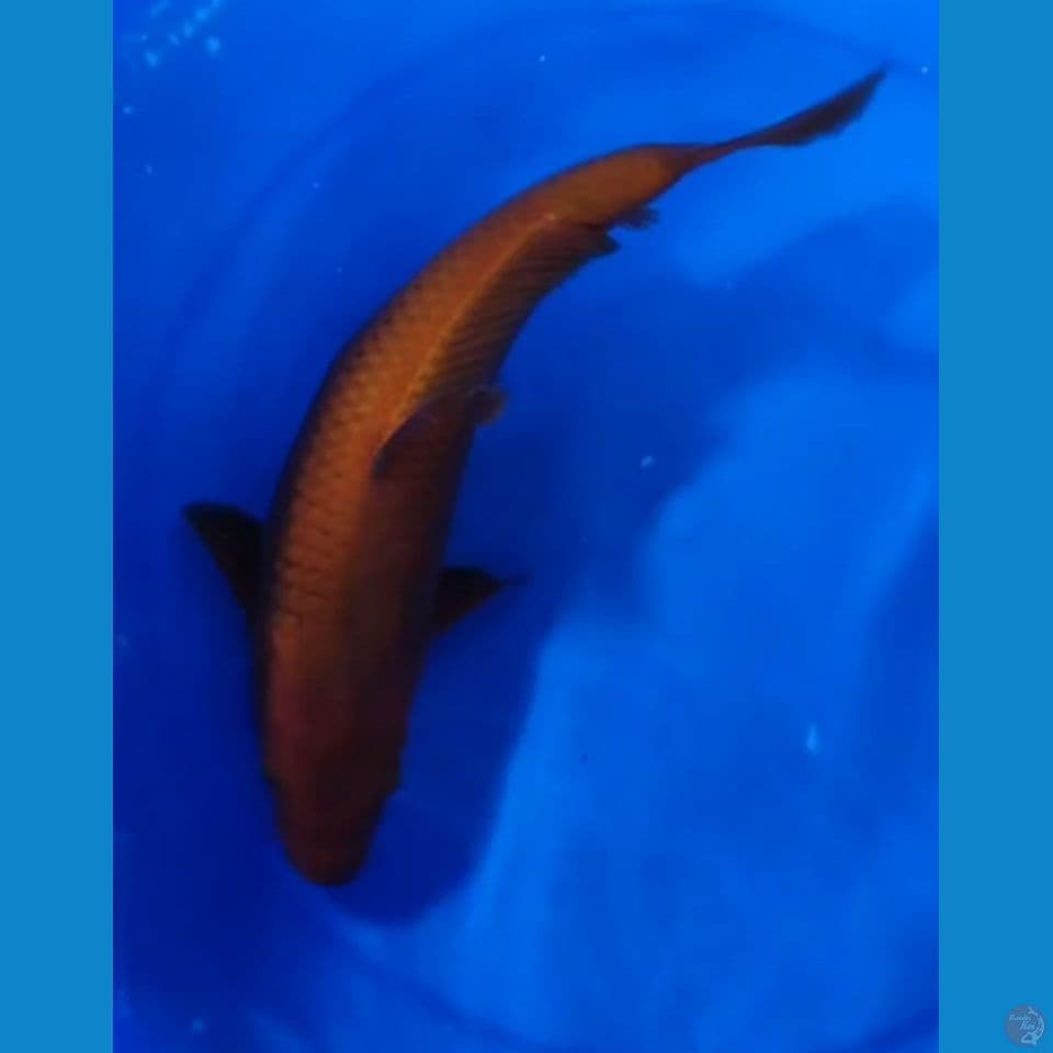 penjikak kolam Chagoi Tembaga 32 cm Female