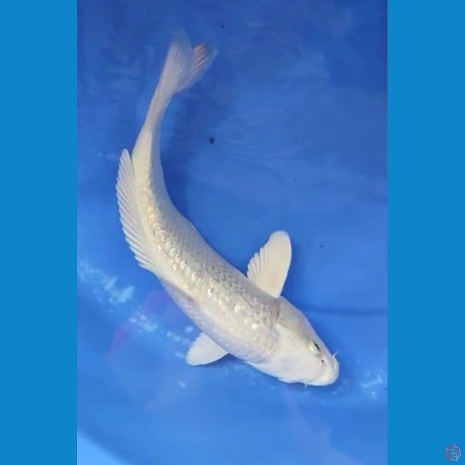 Platinum Salju Full Gindrin TOP 28 cm Female