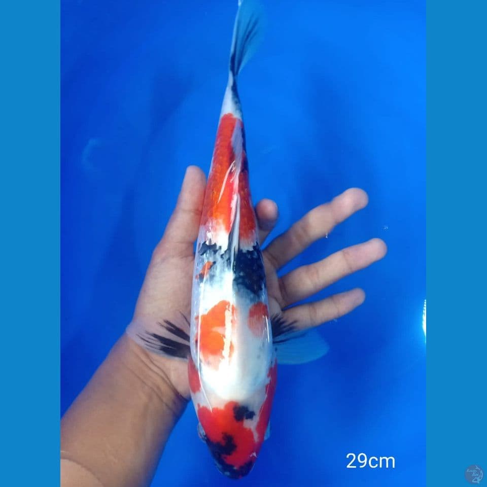 showa ginrin (M-29cm)