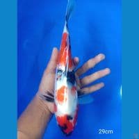 showa ginrin (M-29cm)