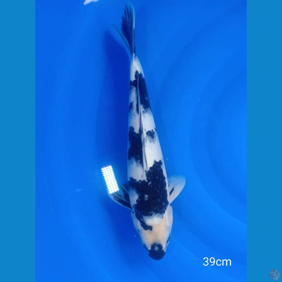 Shiro (M-38cm)