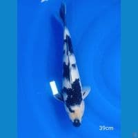 Shiro (M-38cm)