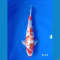 Showa ginrin (M-43cm)