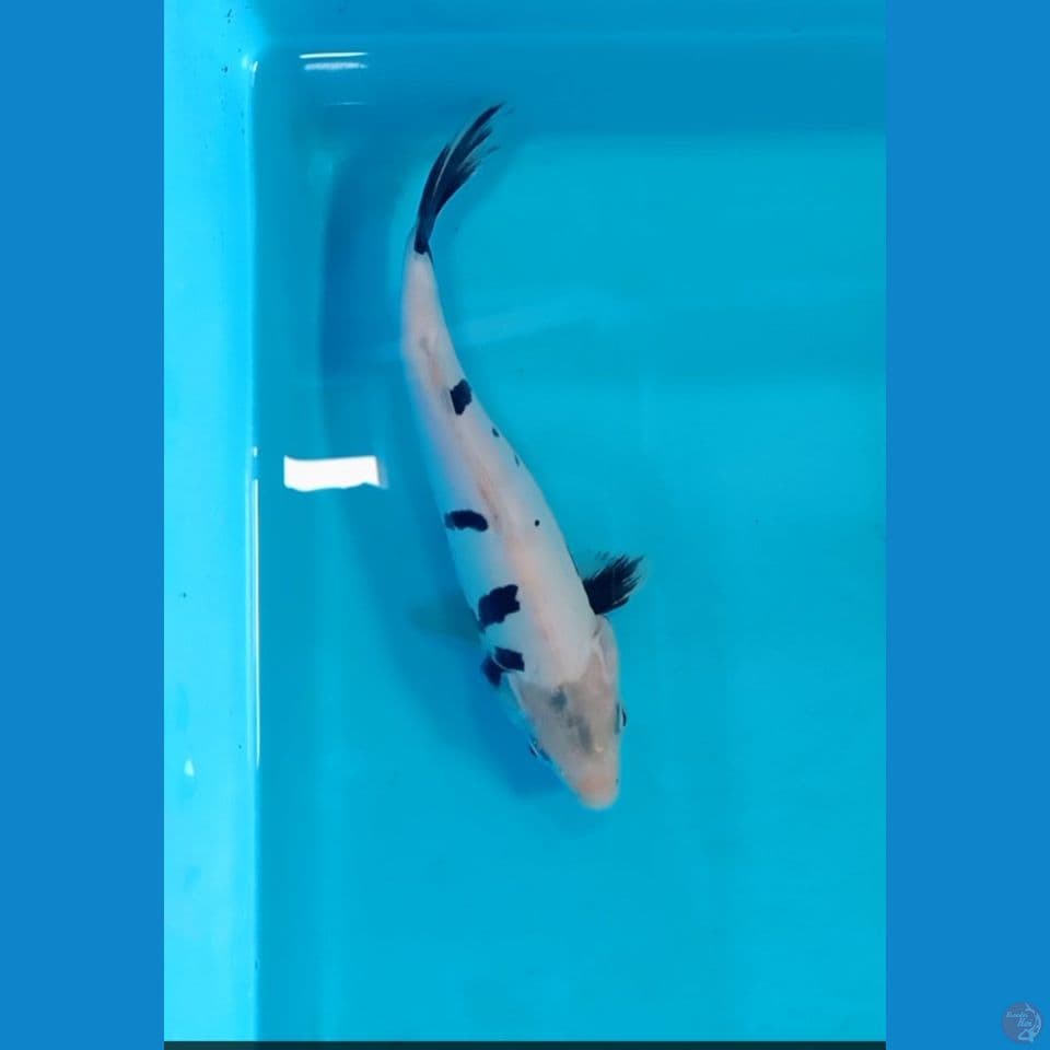 shiro doitsu 20 cm
