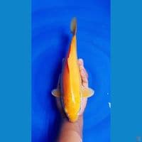karasi 34 cm betina