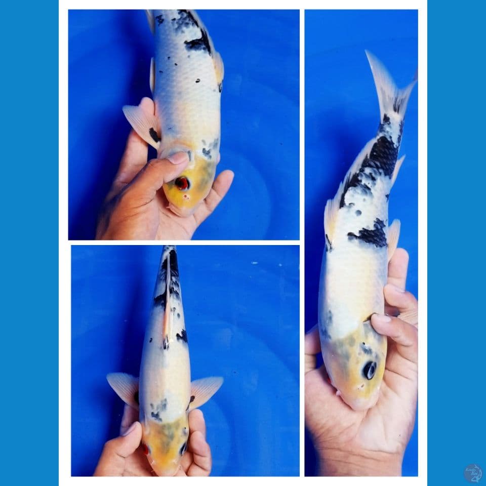 shiro utsuri jantan size 34 cm