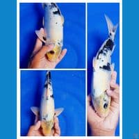shiro utsuri jantan size 34 cm