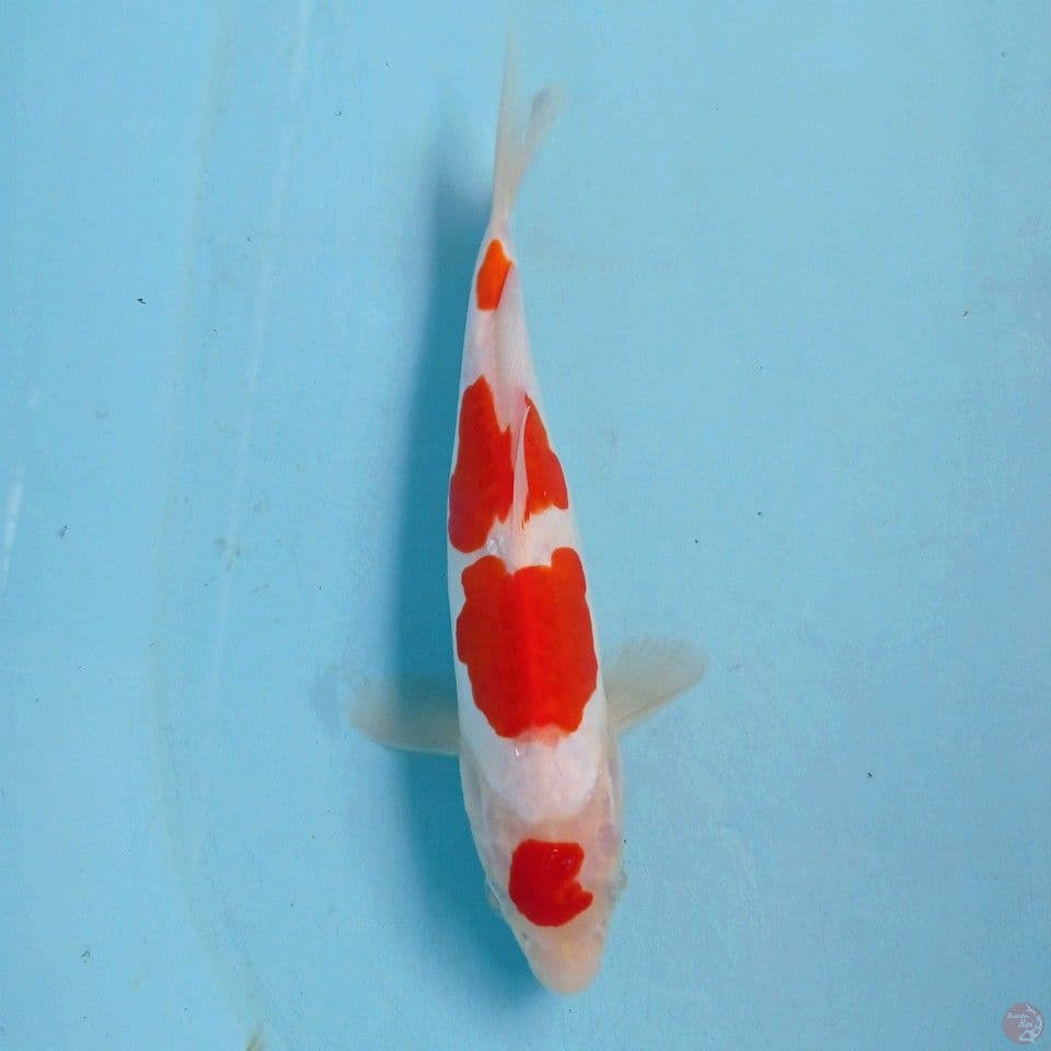 kohaku doitsu, 23 cm