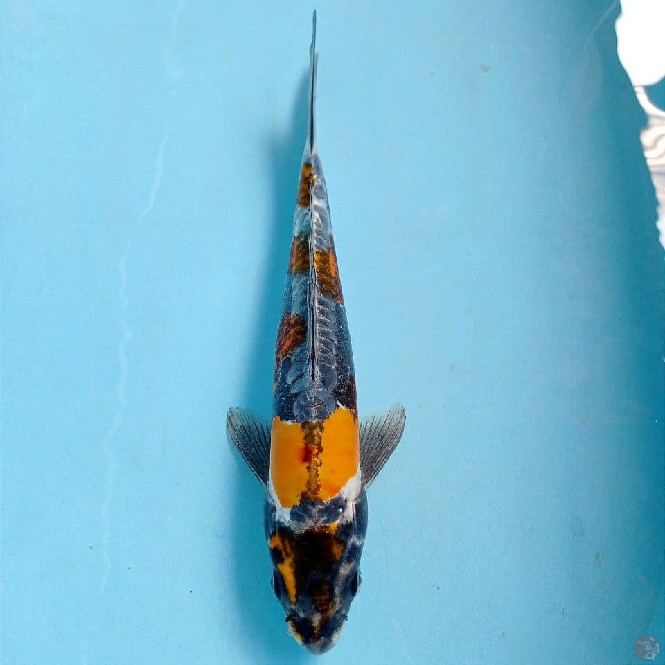 kikokuryu, 27 cm