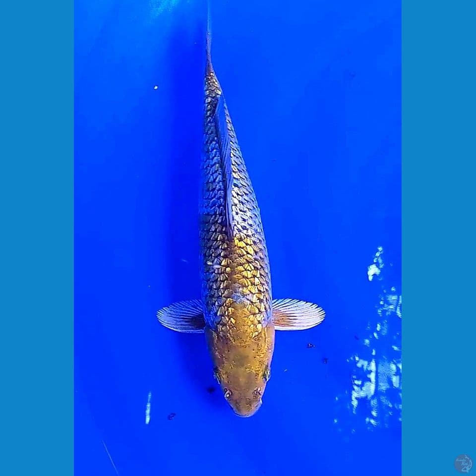 32 cm ginrin antik