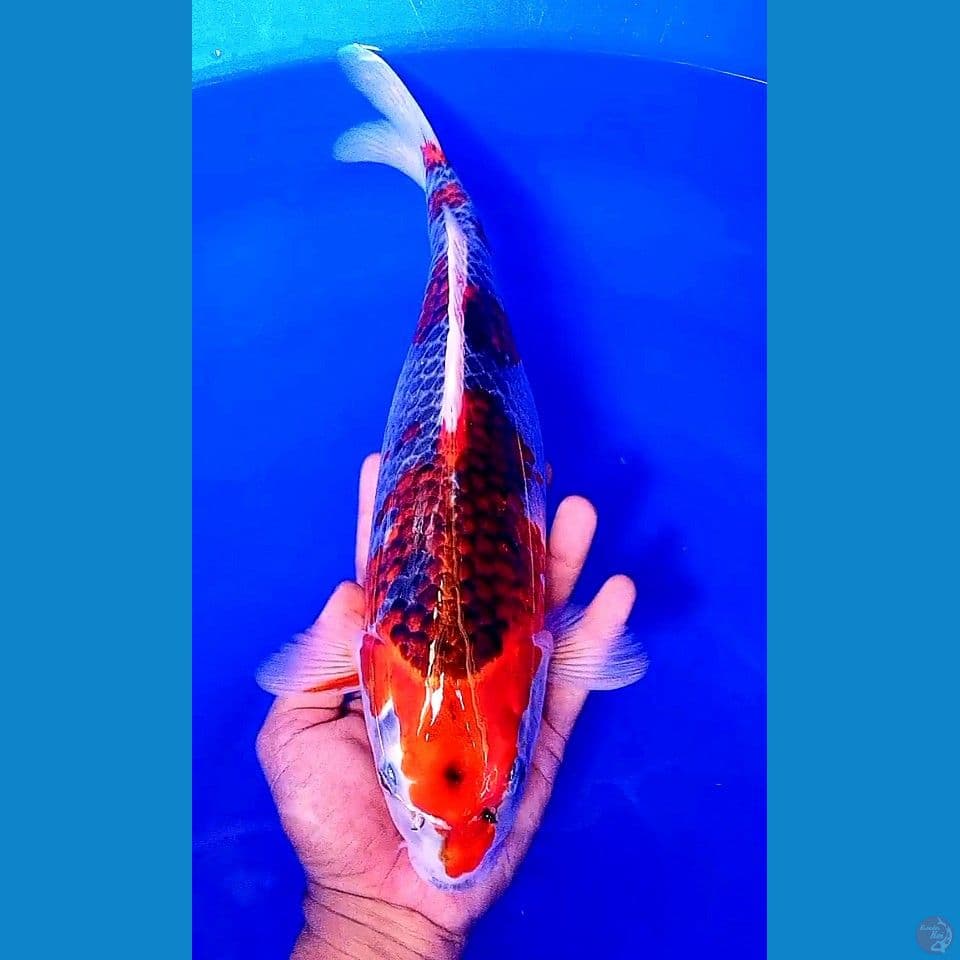 35 cm goshiki red strong