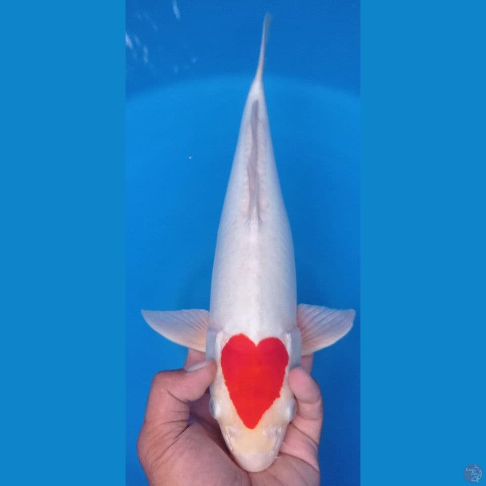 TANCHO WARU DOYONG 43CM