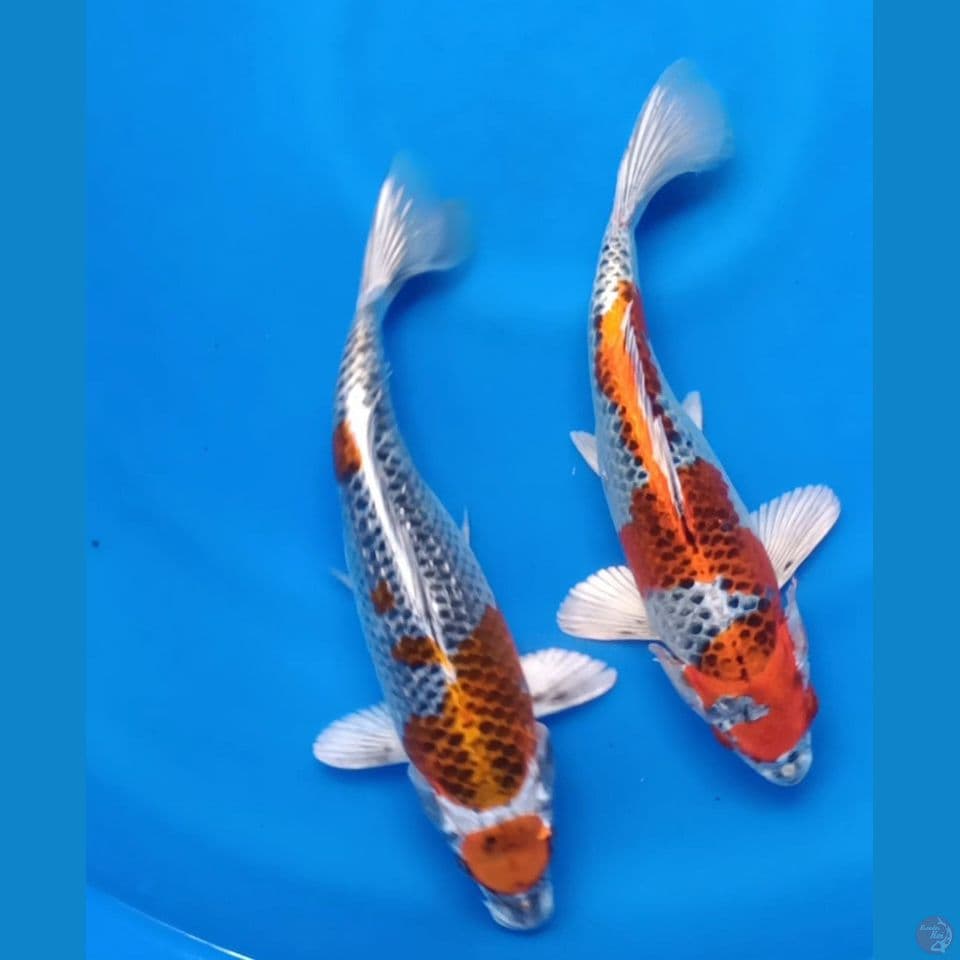 DUO KUJAKU U 28-29CM