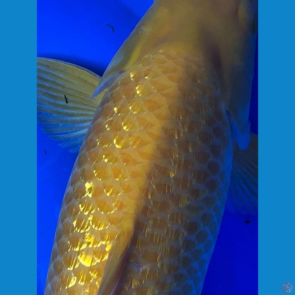 Kharasi Ginrin Jumbo, 60Bu, JANTAN