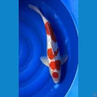 Aigoromo Ginrin Solid Jumbo, 50cm, JANTAN