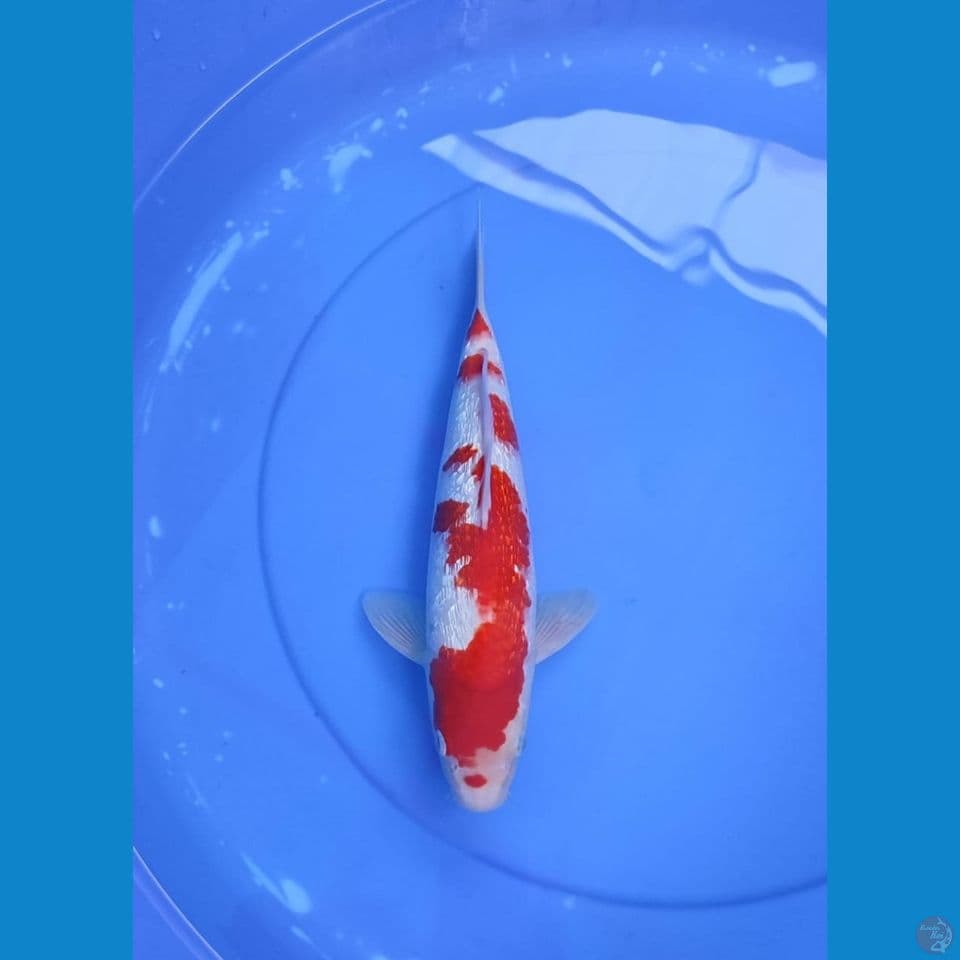 kohaku 32cm