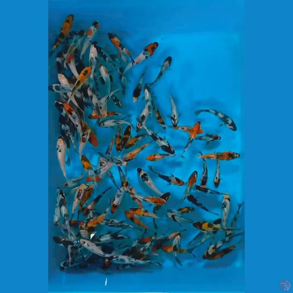 bibitan showa 5 9 cm 125 ekor