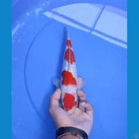 kohaku 27cm