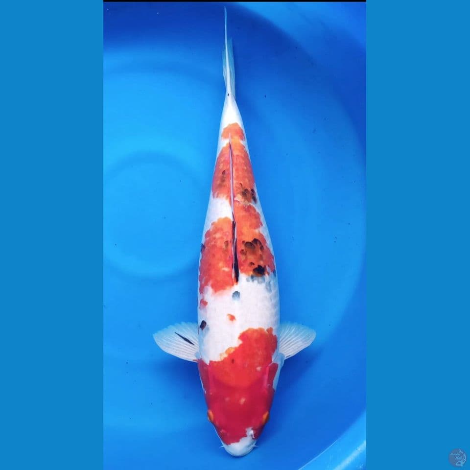F 55CM SANKE BULKY