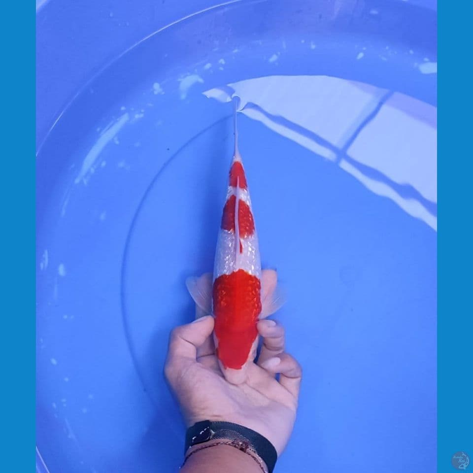 kohaku 26cm