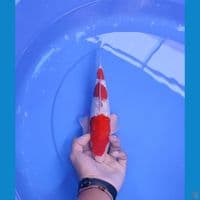 kohaku 26cm