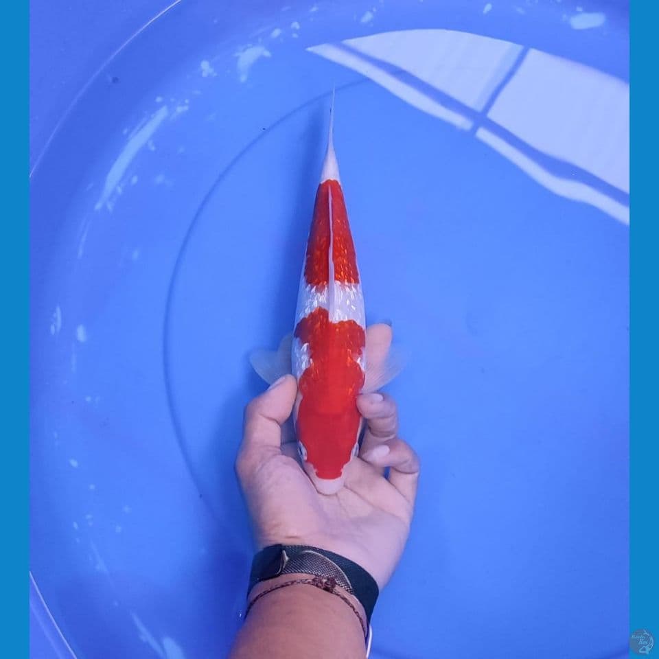 kohaku 27cm