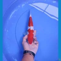 kohaku 27cm