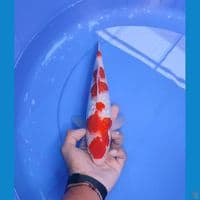 kohaku 29cm