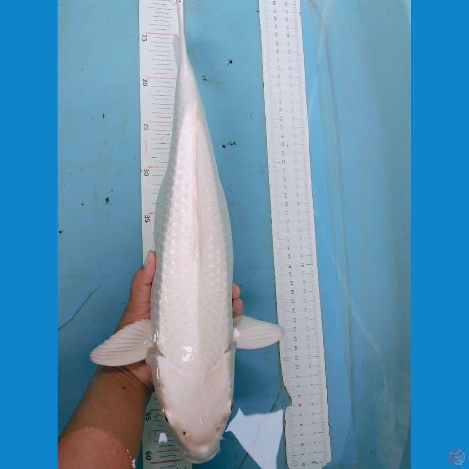 pocong 42cm