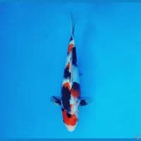 TORA 5 - Showa Evo 29 cm/male ®