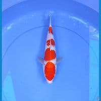 kohaku 30cm/male
